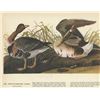 Image 1 : c1946 Audubon Print #286 White-Fronted Goose