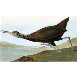 c1946 Audubon Print #377 Limpkin