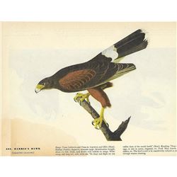 c1946 Audubon Print #392 Harris's Hawk