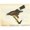 Image 1 : c1946 Audubon Print #392 Harris's Hawk
