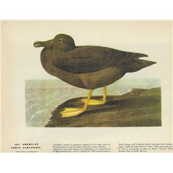 c1946 Audubon Print #407 American Sooty Albatross