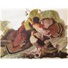 Image 2 : c1946 Audubon Print, #41 Ruffed Grouse