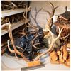 Image 1 : Elk and Deer Mounts JMD-10024