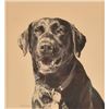 Image 2 : 5 Herb Strasser Hunting Dog Pencil Drawings