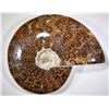 Image 1 : 240 MILLION YEARS MARINE AMMONITE
