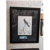 Image 1 : Framed Luke Raffin Print - Steller's Jay
