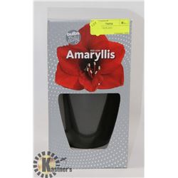 AMARYLLIS PLANT