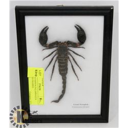 GIANT SCORPION PALAMNAEUS FULUIPES FRAMED.
