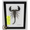Image 1 : GIANT SCORPION PALAMNAEUS FULUIPES FRAMED.