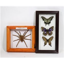 MOUNTED BUTTERFLIES AND TARANTULA DISPLAYS.