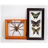 Image 1 : MOUNTED BUTTERFLIES AND TARANTULA DISPLAYS.