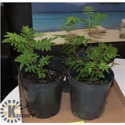 BOX WITH 4 MOUNTAIN ASH, PLUS 1 RASPBERRY