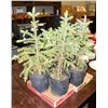 Image 1 : LOT OF 5 SPRUCE TREES         18" HIGH