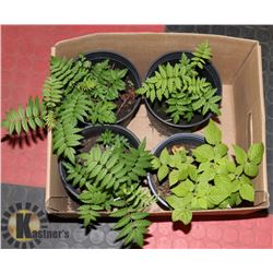 BOX WITH 3 -    1/2 GALLON MOUNTAIN ASH TREES PLUS