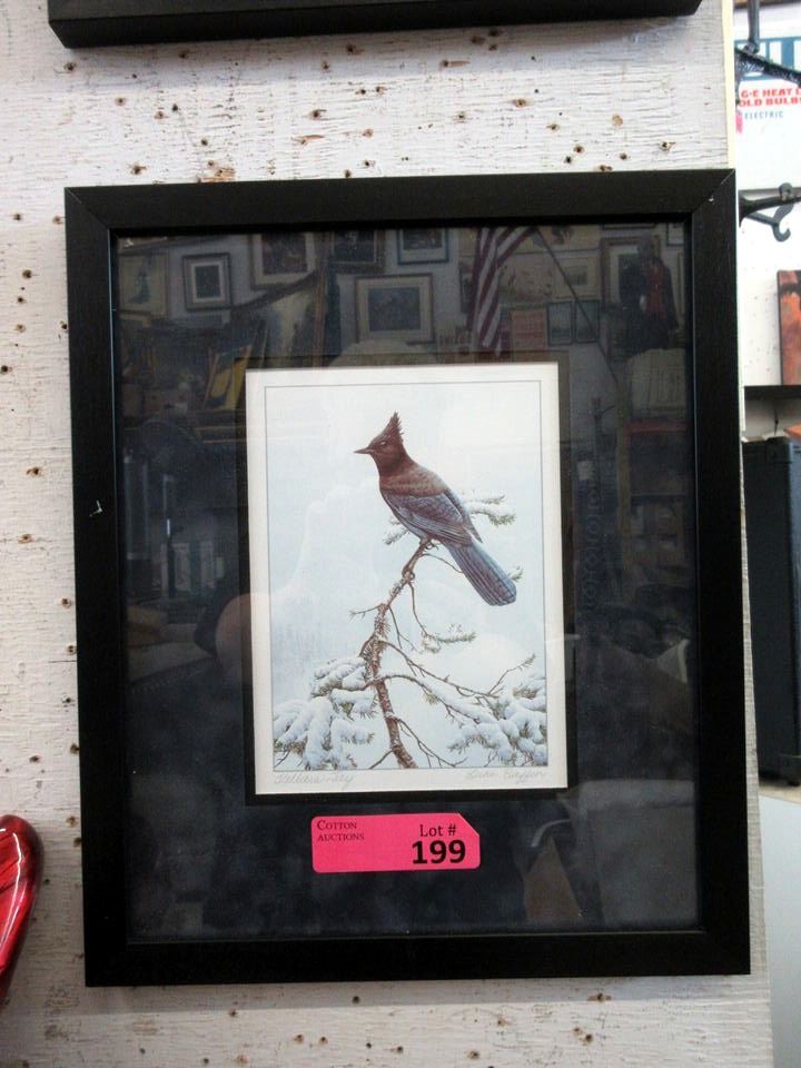 Framed Luke Raffin Print - Steller's Jay