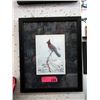 Image 1 : Framed Luke Raffin Print - Steller's Jay