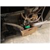 Image 1 : Box of Animal Antlers & Horns