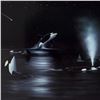 Image 2 : Wyland, "Orca Starry Night" Limited Edition Lithograph, Numbered and Hand Signed with Certificate of