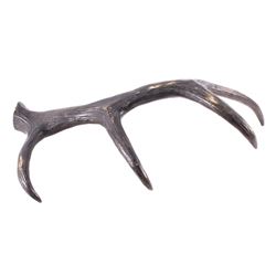 Rocky Mountain Elk Bronze Antler Shed Sculpture