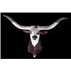 Image 1 : Large Western Longhorn Steer Shoulder Mount