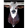 Image 2 : Large Western Longhorn Steer Shoulder Mount