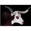 Image 8 : Large Western Longhorn Steer Shoulder Mount