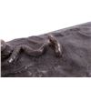 Image 8 : Frederic Remington "Rattlesnake" Bronze Sculpture