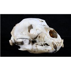 Montana Black Bear Taxidermy Skull
