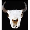 Great American Montana Trophy Buffalo Skull
