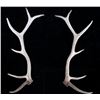 Pair of Montana Trophy Elk Antlers