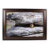 Image 1 : Original Yellowstone Squirrel Signed Framed Photo