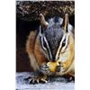 Image 8 : Original Yellowstone Squirrel Signed Framed Photo