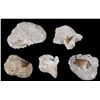 Image 1 : Pre-Historic Stone Encased Fossilized Shark Teeth