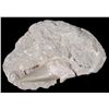 Image 2 : Pre-Historic Stone Encased Fossilized Shark Teeth