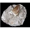 Image 8 : Pre-Historic Stone Encased Fossilized Shark Teeth