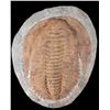 Image 10 : Pre-Historic Stone Encased Trilobite Fossils
