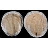 Image 14 : Pre-Historic Stone Encased Trilobite Fossils