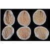 Image 1 : Pre-Historic Stone Encased Trilobite Fossils