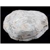 Image 3 : Pre-Historic Stone Encased Trilobite Fossils