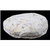 Image 8 : Pre-Historic Stone Encased Trilobite Fossils