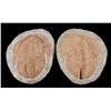 Image 9 : Pre-Historic Stone Encased Trilobite Fossils