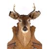 Image 2 : Vincent R Aaron Taxidermy Deer Mount Mirror & Rack
