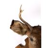 Image 3 : Vincent R Aaron Taxidermy Deer Mount Mirror & Rack
