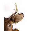 Image 4 : Vincent R Aaron Taxidermy Deer Mount Mirror & Rack
