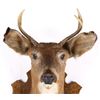 Image 5 : Vincent R Aaron Taxidermy Deer Mount Mirror & Rack