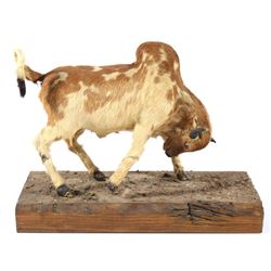 1940's Calf Hide Brahma Bull Folk Art