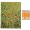Image 1 : Woodstock Tickets (3) and Program