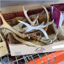 TRAY OF ANTLERS