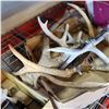 Image 2 : TRAY OF ANTLERS