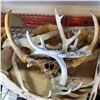 Image 3 : TRAY OF ANTLERS